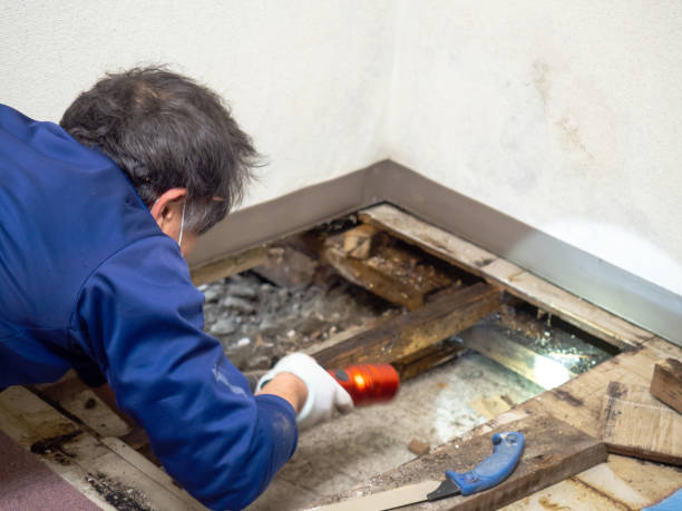 Best Black Mold Removal  in Riverdale, IL