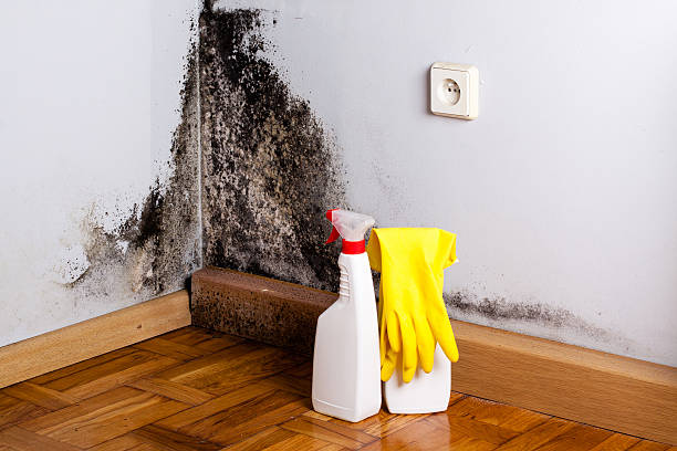 Best Emergency Mold Removal  in Riverdale, IL