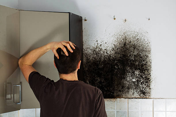 Best Toxic Mold Removal  in Riverdale, IL