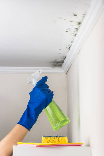 Best Professional Mold Removal  in Riverdale, IL