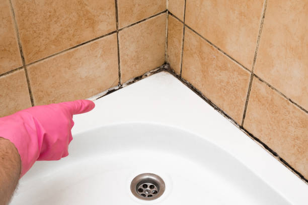 Best Mold Removal Near Me  in Riverdale, IL